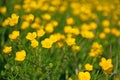 Buttercups, Ranunculus acris, in spring Royalty Free Stock Photo