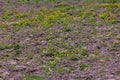 Buttercups, Ranunculus acris, in spring cattle paddock Royalty Free Stock Photo