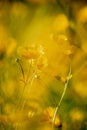 Buttercups in springtime with selective focus Royalty Free Stock Photo