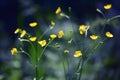 Buttercups Royalty Free Stock Photo
