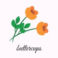 Buttercups