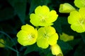 Buttercups yellow flowers on the green meadow with sun rays Royalty Free Stock Photo