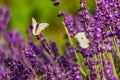 Butterffly and insects in a sunny day Royalty Free Stock Photo