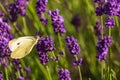 Butterffly and insects in a sunny day Royalty Free Stock Photo