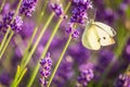 Butterffly and insects in a sunny day Royalty Free Stock Photo