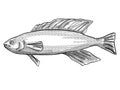 Butterfish New Zealand Fish Cartoon Retro Drawing