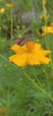 Butterflay brown garden flower