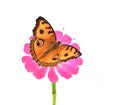 Butterflie