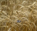 Butterflie on the field of wheat