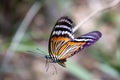 butterflie flying on graceful flight, with wings fluttering in the wind