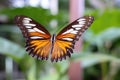 butterflie flying on graceful flight, with wings fluttering in the wind