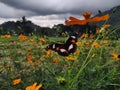 Butterflie are sucking nectar from orange flowers