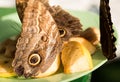 Butterflied feeding