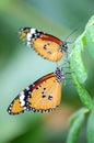 Butterflies Royalty Free Stock Photo