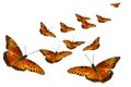 Butterflies Royalty Free Stock Photo