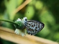 butterflies above flowers