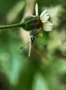 butterflies above flowers