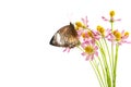 Butterflies above flowers White background Royalty Free Stock Photo