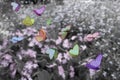 Butterflies above meadow