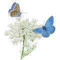 Butterflies Adonis blue on Queen Anne's lace. Royalty Free Stock Photo