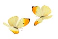 Butterflies (Anteos Menippe).