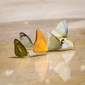 Butterflies appear early in the summer Royalty Free Stock Photo