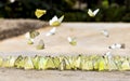 Butterflies appear early in the summer Royalty Free Stock Photo