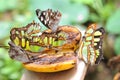 Butterflies on the banana Royalty Free Stock Photo