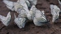 Butterflies. Black-veined White (Aporia crataegi)