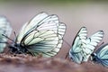 Butterflies. Black-veined White Aporia crataegi Royalty Free Stock Photo