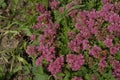 Butterflies on a blooming saxifrage