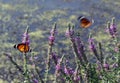 Butterflies and blossoming rosemary Royalty Free Stock Photo