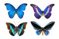 Butterflies with blue wings isolated Royalty Free Stock Photo