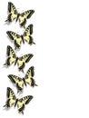 Butterfly border. Butterfly frame. Papilio machaon