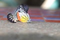 Butterflies are breeding on the cement table floor, in a winter morning when the warm rays of the sun come