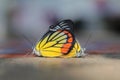 Butterflies are breeding on the cement table floor, in a winter morning when the warm rays of the sun come