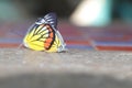 Butterflies are breeding on the cement table floor, in a winter morning when the warm rays of the sun come