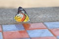 Butterflies are breeding on the cement table floor, in a winter morning when the warm rays of the sun come