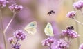 Butterflies and bumblebees on flowers Royalty Free Stock Photo