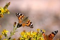 Butterflies on a bush