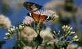 Butterflies in the bushveld taking flight