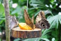 Closeup photo with few dark butterflies in the garden in Grevenmacher, Luxemborg