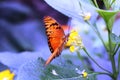 A single little orange butterfly in the garden in Grevenmacher, Luxembourg