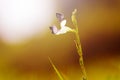 Butterflies, butterflies on tree branches Royalty Free Stock Photo