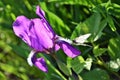 White butterfly on a purple iris