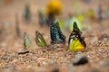 Butterflies (The Chocolate Albatross) feeding on the ground. Royalty Free Stock Photo