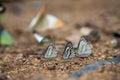 Butterflies (The Chocolate Albatross) feeding on the ground. Royalty Free Stock Photo