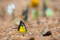 Butterflies (The Chocolate Albatross) feeding on the ground. Royalty Free Stock Photo