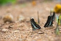 Butterflies (The Chocolate Albatross) feeding on the ground. Royalty Free Stock Photo