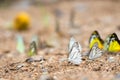 Butterflies (The Chocolate Albatross) feeding on the ground. Royalty Free Stock Photo